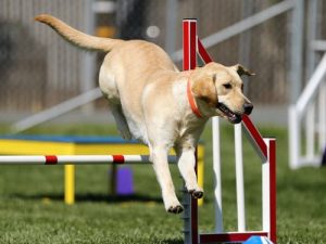 Agility för nybörjare start 13 november kl.13.45-15.15
