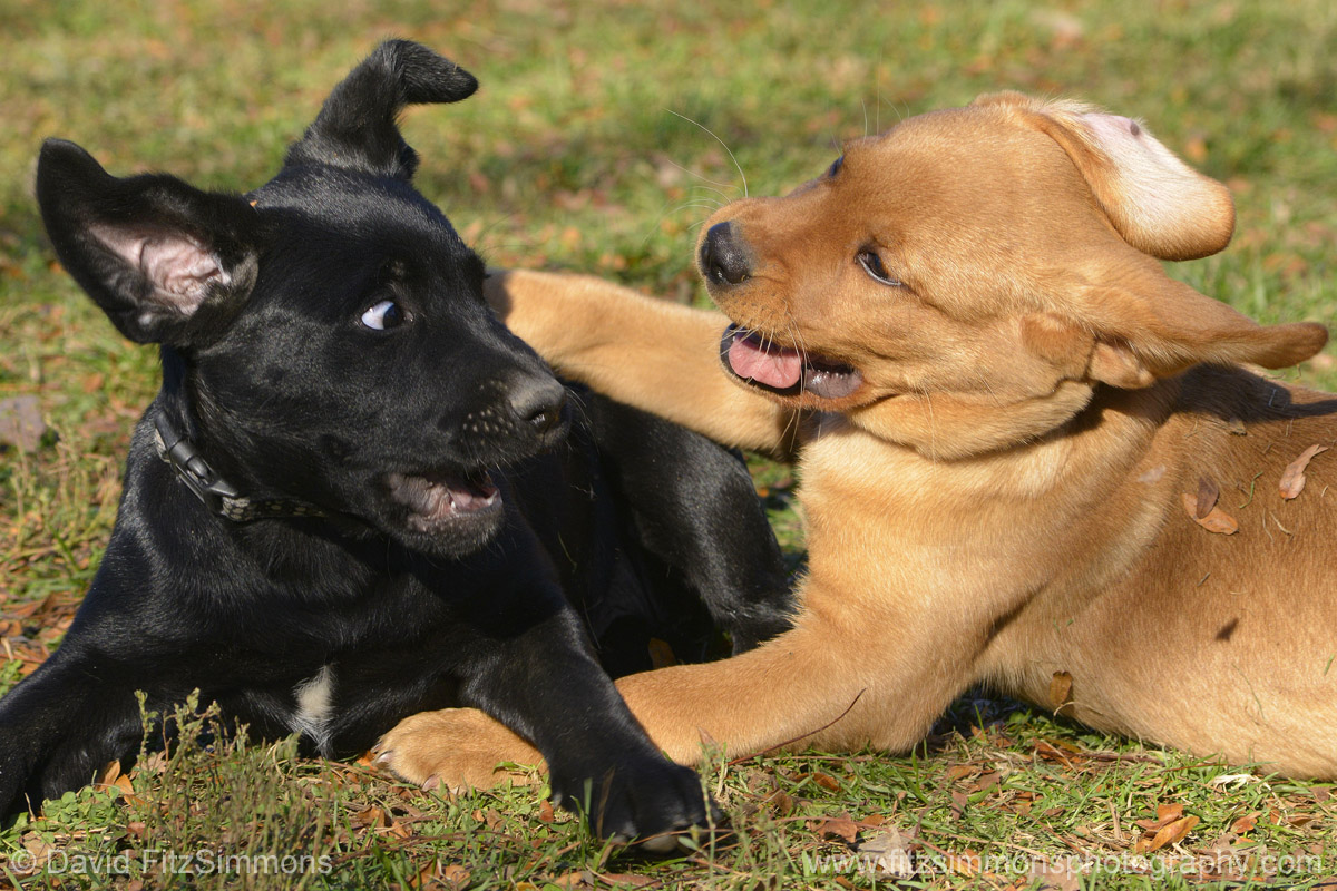 Playing_Puppies