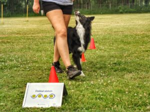 Rallylydnad Avancerad start 24 mars
