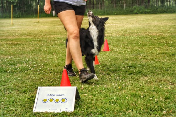 Rallylydnad Avancerad start 24 mars