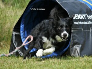Agility - Banträning 13/5
