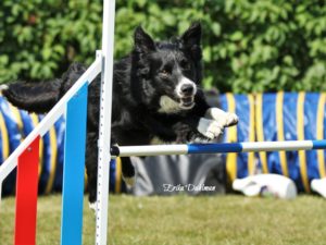 Agilityläger 13-14 maj 2023 - anmälningsavgift delbetalning