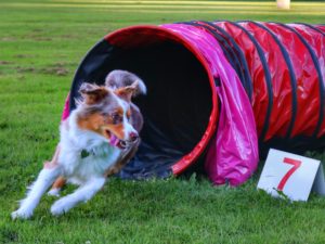 Agility för Nybörjare start 21 maj