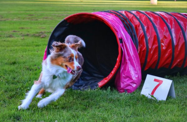 Agility för Nybörjare start 21 maj