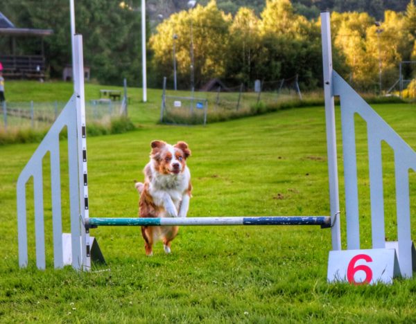 Agility- Verbala Kommandon