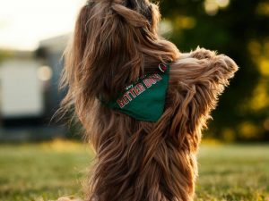 "Duktig Hund!" - fortsättning start 17 januari