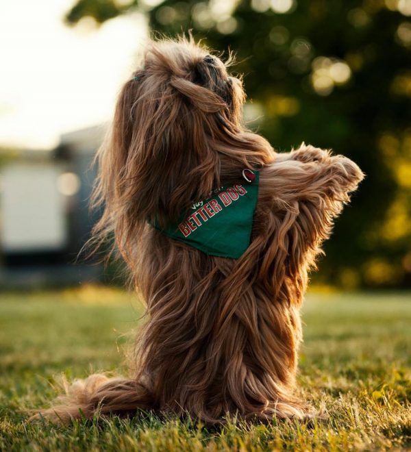 "Duktig Hund!" - fortsättning start 17 januari