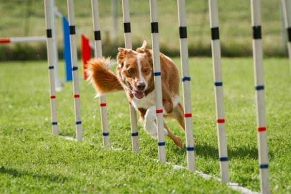 Agility för nybörjare start 9 juni