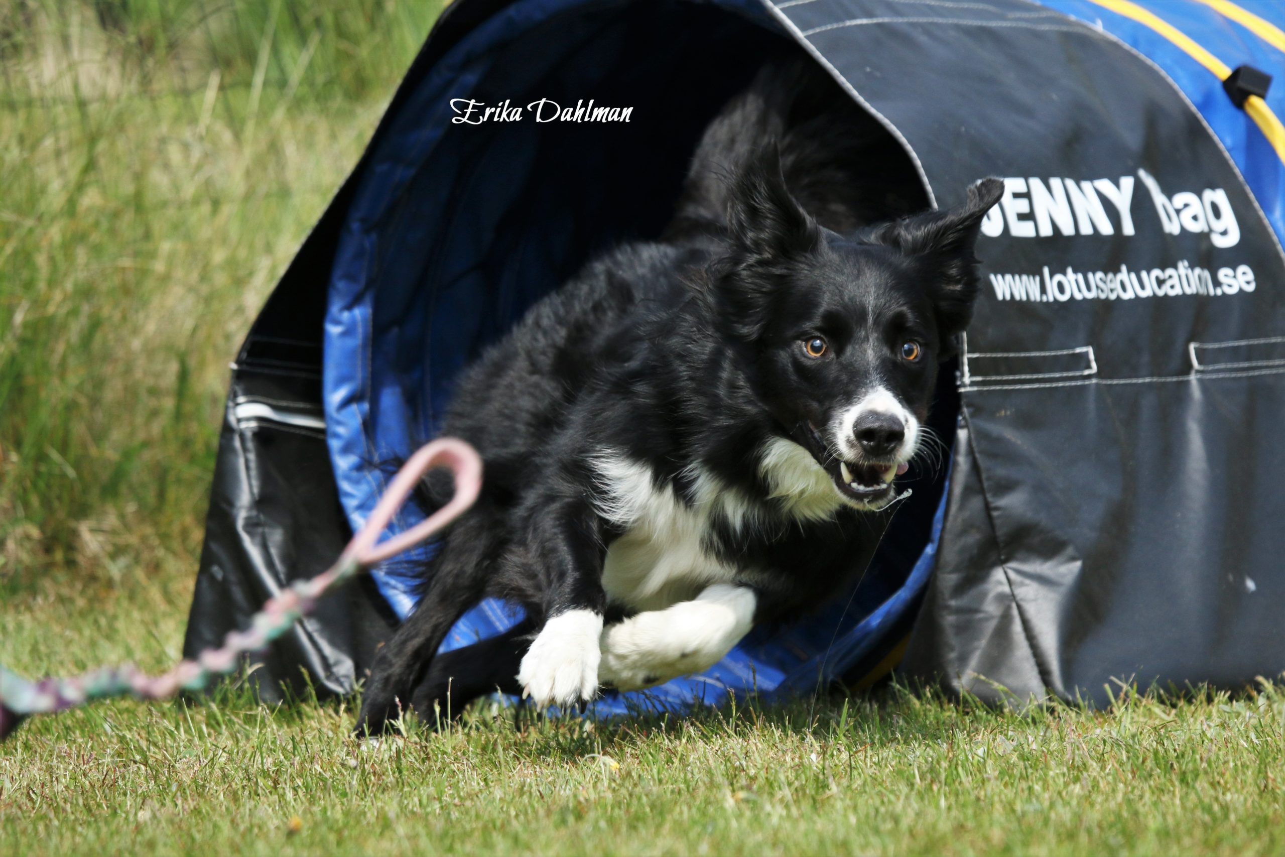 Agility - Banträning 1 juni