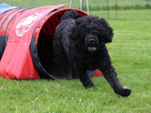 Agility för nybörjare start 13 november kl.19.00-20.30