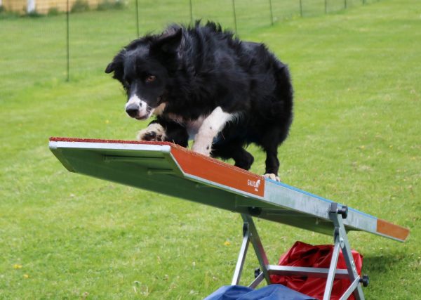 Agility blåbär/klass 1 handling - ett tillfälle - 18 december