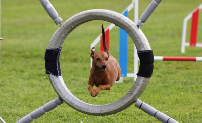 Agility blåbär/klass 1 handling start 13 november