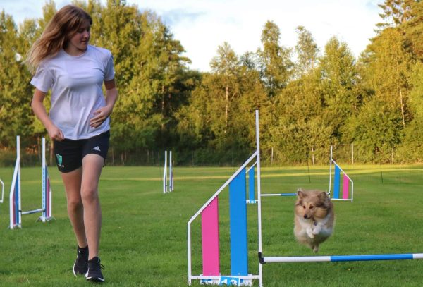 Agility -Träna bana. För dig med hund som har hoppat lite förut