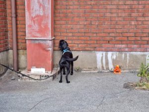 Specialsök tematillfälle - "Uthållighet & Struktur i söket" 4 september