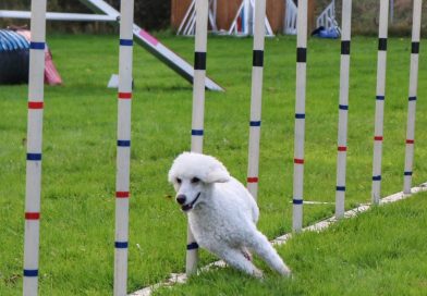 Agility för nybörjare start 17 april