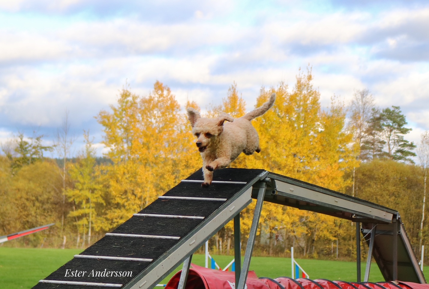 Agility för nybörjare start 7 maj