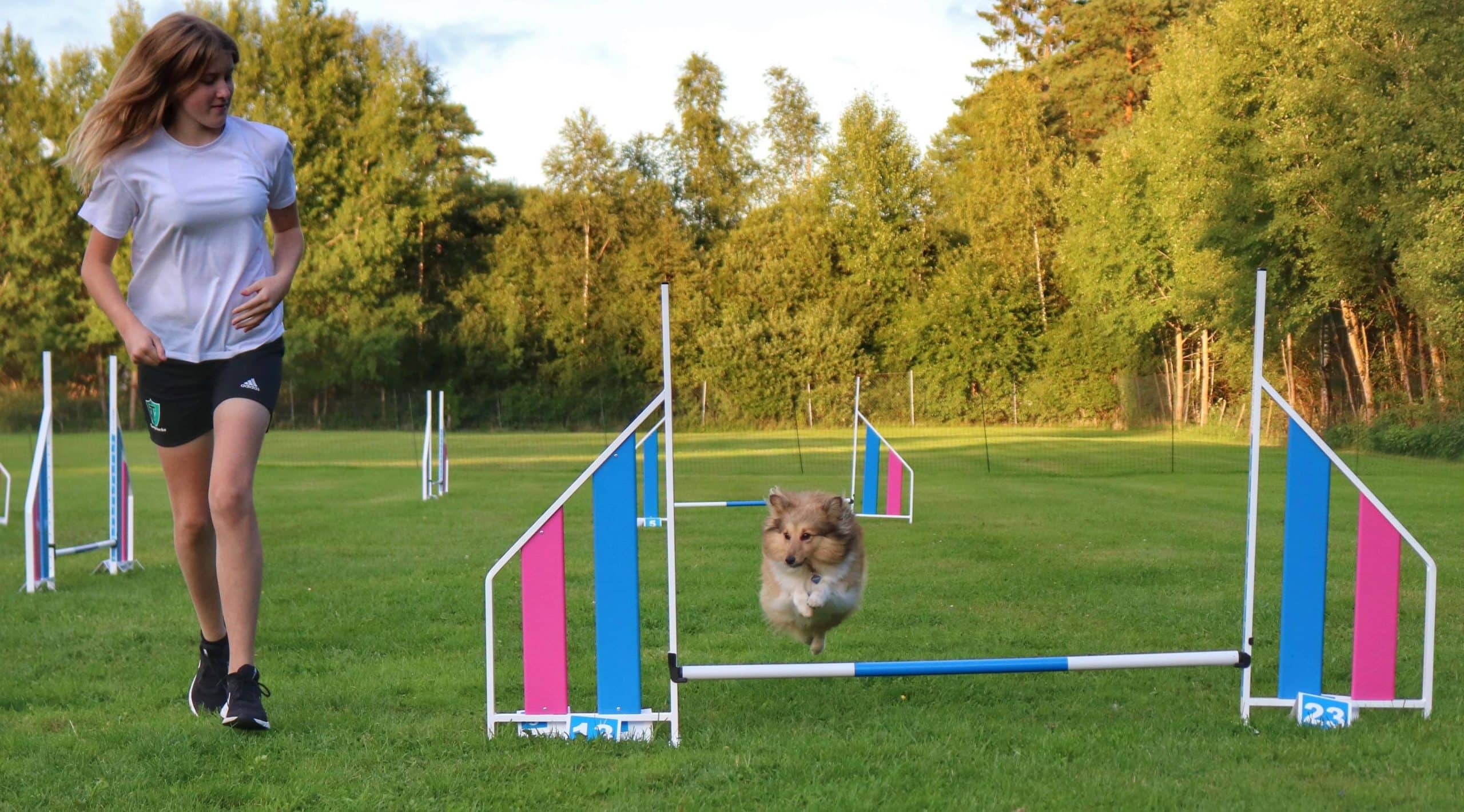 Agility för nybörjare start 7 maj kl 19.30