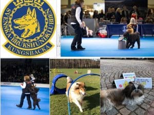 Kurs-Mix rallylydnad, duktig hund, hoopers start 5 april
