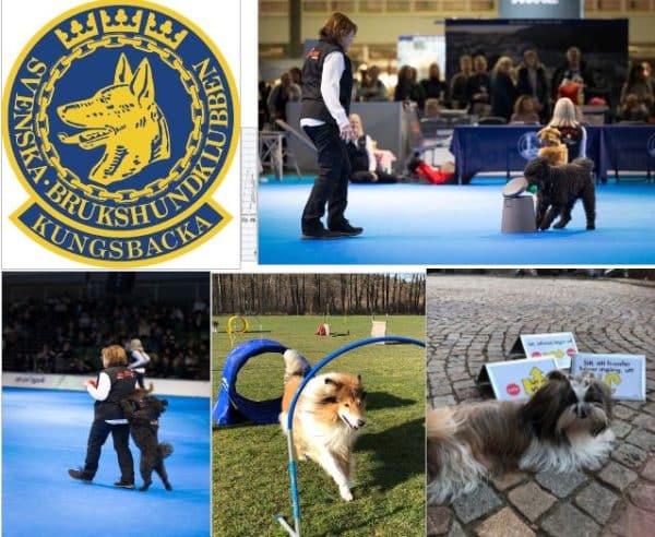 Kurs-Mix rallylydnad, duktig hund, hoopers start 5 april