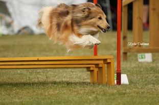 Handlingskurs Agility klass 1/Blåbärsnivå 11-18 år