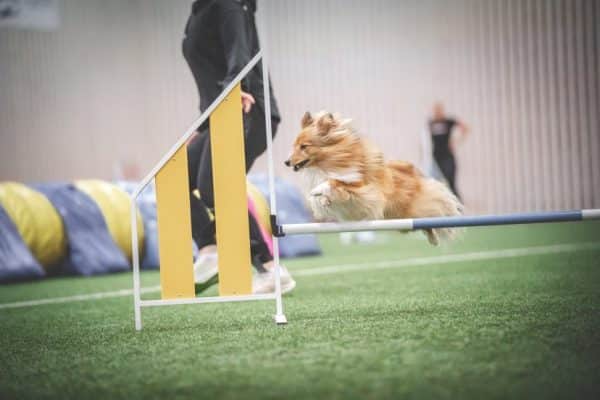 Nybörjarkurs Agility för ungdomar 11-18 år