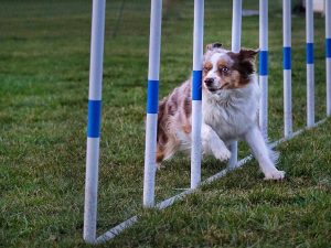 Agility för nybörjare start 19 maj