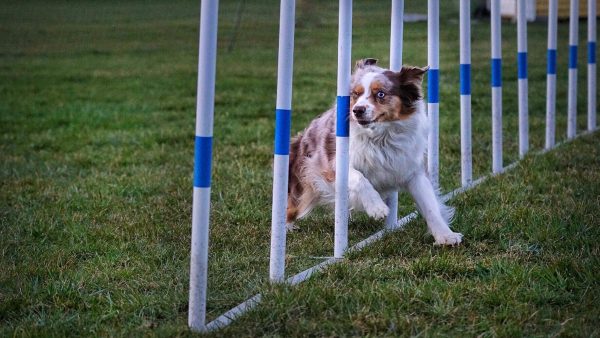 Agility för nybörjare start 19 maj