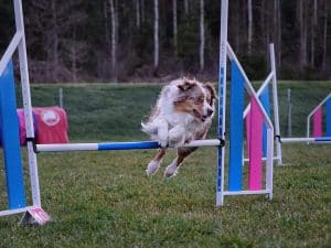 Banträning med Eva Marie Wergård 13 juni 10.00-13.00