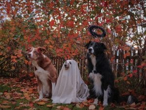 ÖPPENTRÄNING DISCO-RALLY MED HALLOWEENTEMA 6-25 ÅR, 25/10