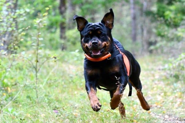 Helgkurs i sök (bruks) 20-22 oktober