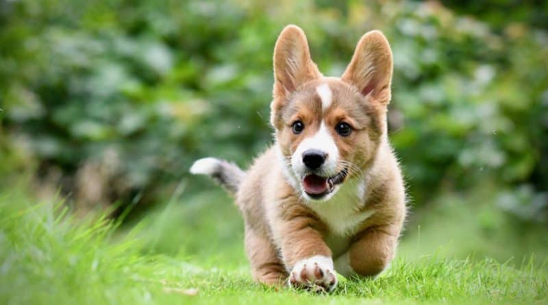 Föreläsning näringslära för hund 6 februari