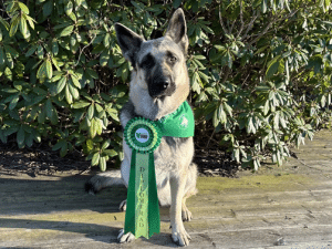 Diplomering Grön Duktig Hund