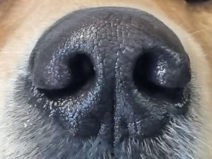Den kalibrerade hundnosen 3.0 - Föreläsning med Michael Hedman